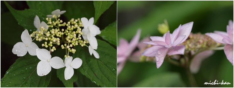 七段花（紫陽花）が咲きだしました_e0215073_160772.jpg