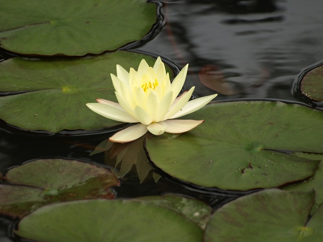 『三田洞弘法の境内を歩いて・・・』　睡蓮池と風景_d0054276_2024384.jpg