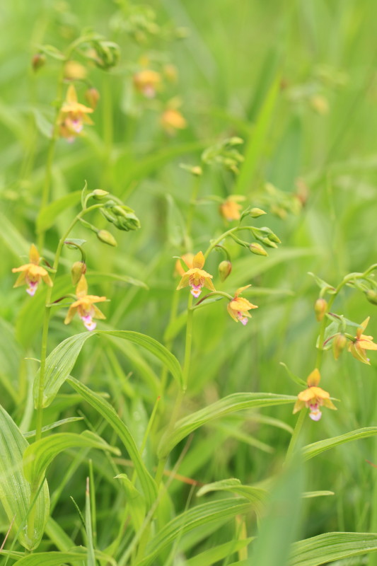 カキラン_c0148777_20344464.jpg