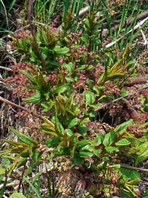 f0083977_72665.jpg