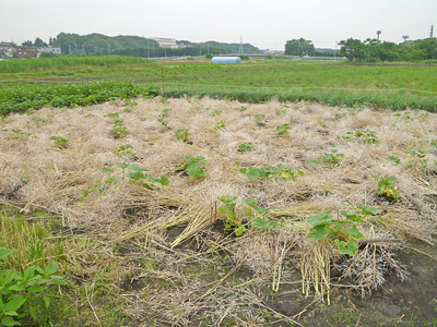 ナタネのガラは野菜畑の敷きワラ代替　2011.6.12_c0145581_2319538.jpg