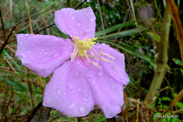 雨に咲く花々(6/13)_b0115085_1626848.jpg