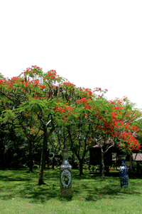 b0160186_1413211.gif