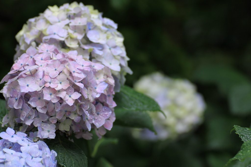 雨あがりの紫陽花♪_e0195587_18543357.jpg