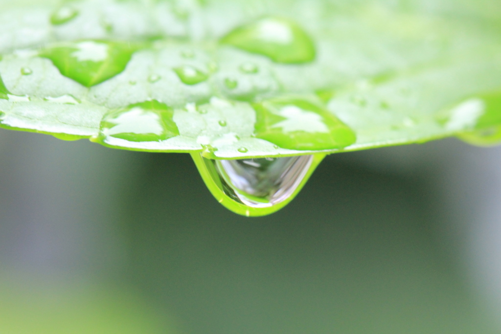 雨あがりの紫陽花♪_e0195587_1923695.jpg