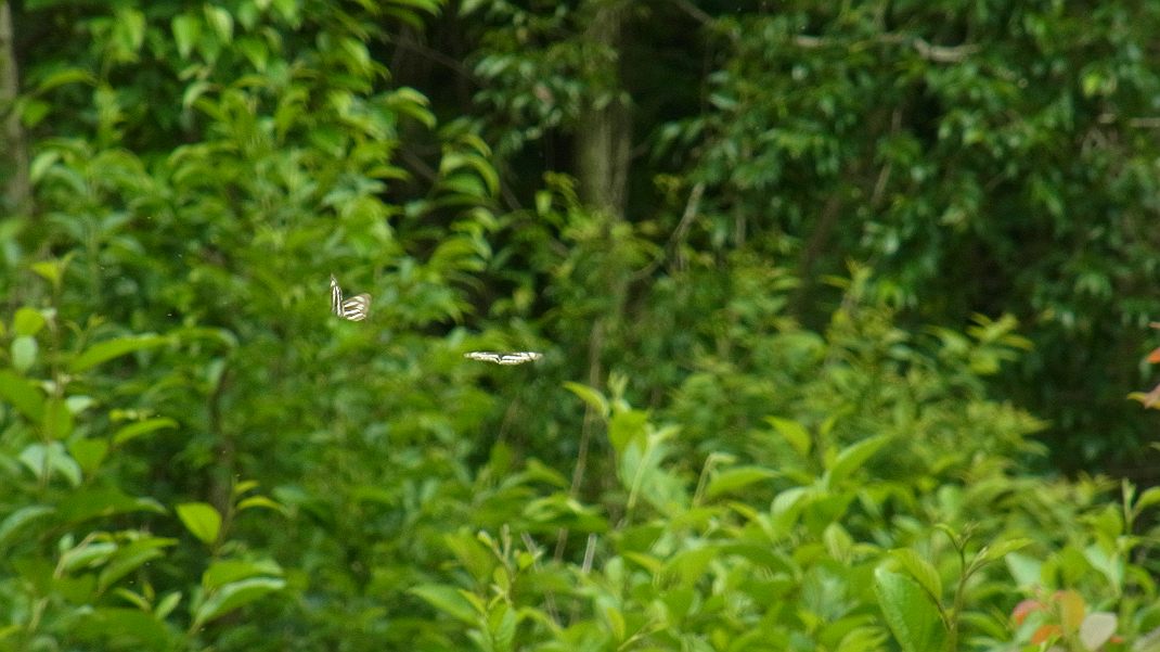 a0152692_1948987.jpg