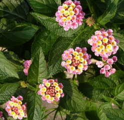 f0166694_19281080.jpg