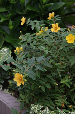 a0123003_0154653.jpg