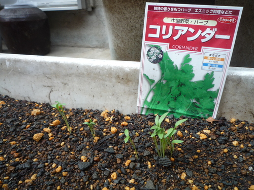 good!園芸部♪_a0080406_1494585.jpg