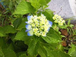 歯科検診_d0077106_1955629.jpg