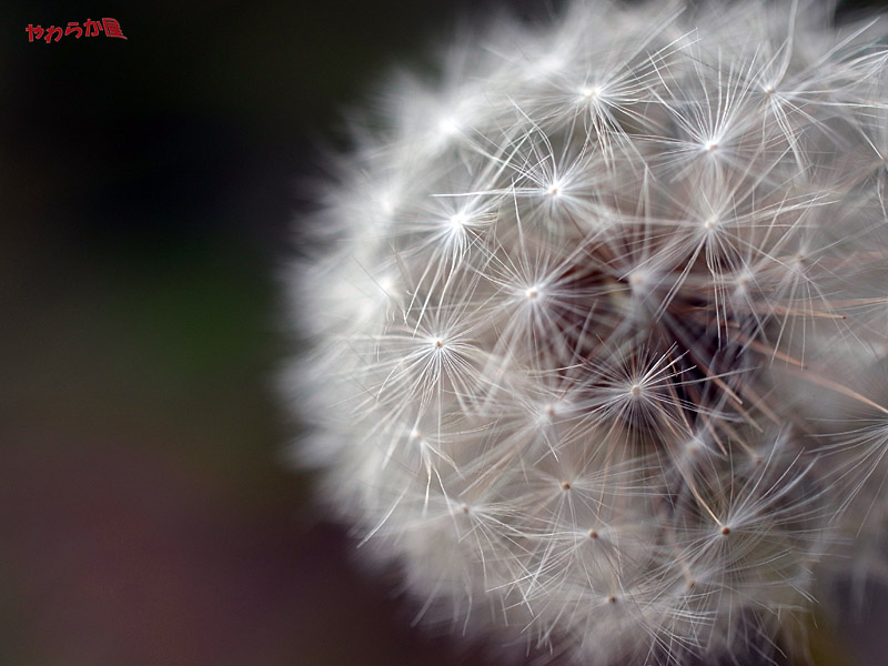 ＤＡＮＤＥＬＩＯＮ_b0134907_19573140.jpg