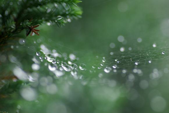 雨あがりの朝 #1_f0155808_974216.jpg