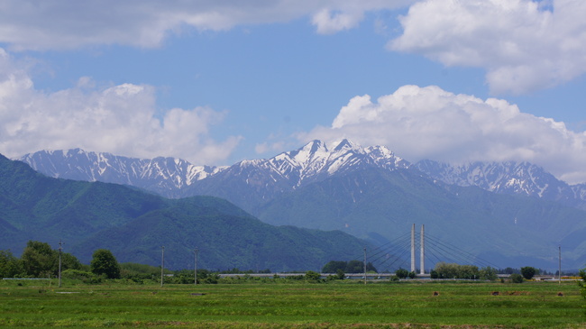 カミツレと大カエデの花－大峰高原_f0233414_22455429.jpg