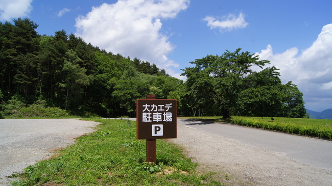 カミツレと大カエデの花－大峰高原_f0233414_23142941.jpg