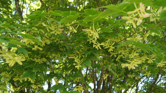 カミツレと大カエデの花－大峰高原_f0233414_23303353.jpg