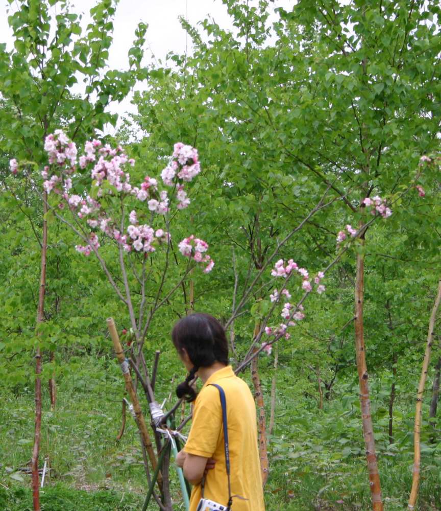 クラブアップルの開花 ようていガーデン