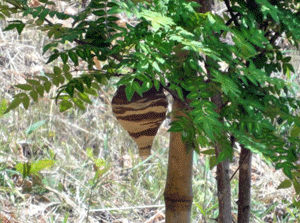 f0232920_16253419.gif