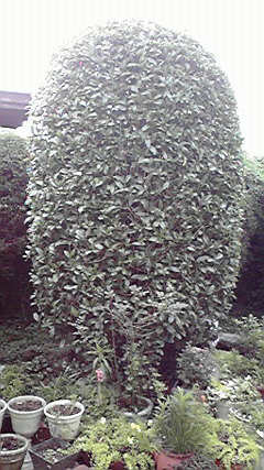 d0110022_7133314.jpg