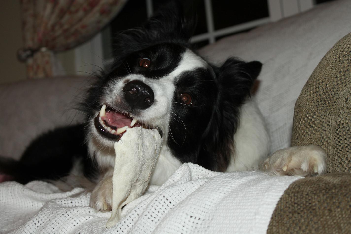 Phieren plays with a rawhide _b0183923_1324764.jpg