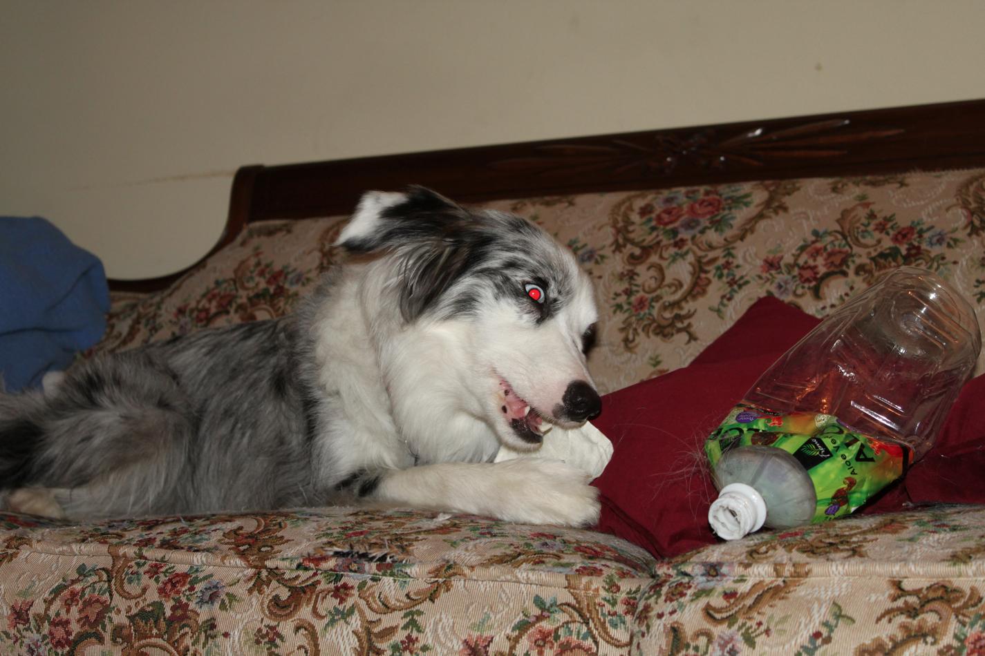 Phieren plays with a rawhide _b0183923_132546.jpg