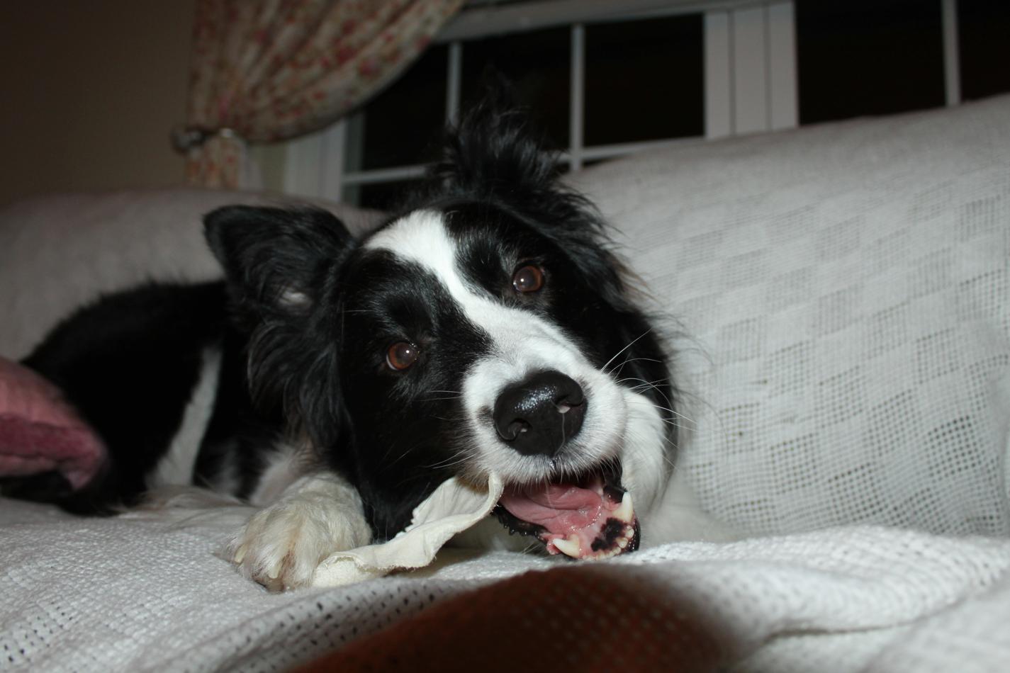 Phieren plays with a rawhide _b0183923_13293619.jpg