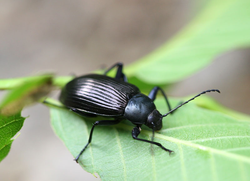 クロツヤキマワリ Plesiophthalmus spectabilis _f0161823_21332663.jpg