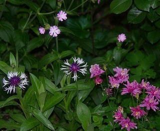 f0170524_1221162.jpg