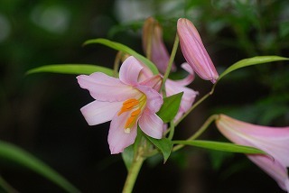 f0170524_12221623.jpg