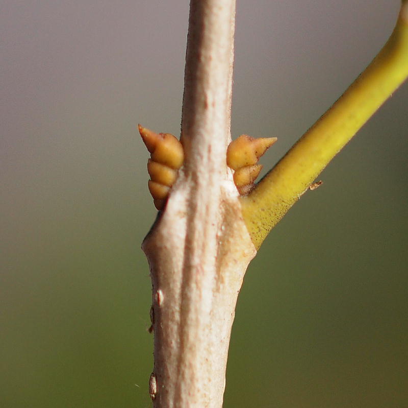 ヒイラギモクセイ 冬芽 三重野生生物談話会bbsブログ 植物編