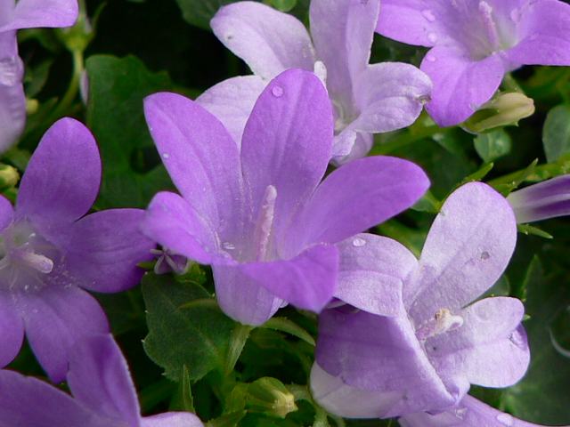 乙女桔梗 オトメギキョウ 花の仲間調べ 乙女桔梗 オトメギキョウ 花の仲間調べ