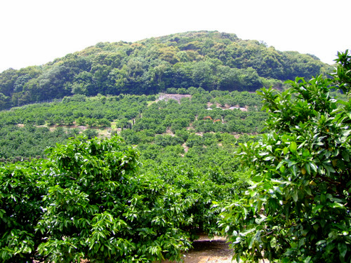 「静岡・浜松 三ケ日みかんとJAみっかび」_a0000029_10564673.jpg