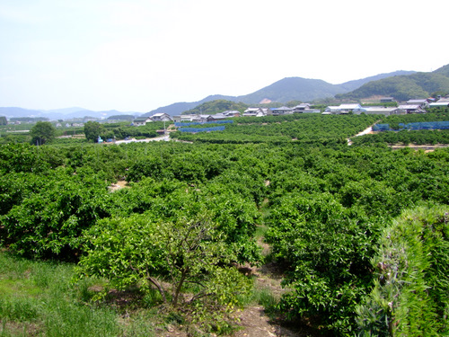 「静岡・浜松 三ケ日みかんとJAみっかび」_a0000029_10585849.jpg