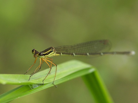 c0077531_2313598.jpg