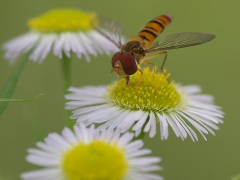 c0077531_2315295.jpg