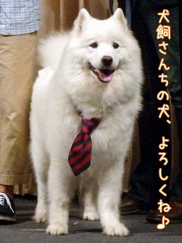 映画 犬飼さんちの犬 完成披露試写会 サモエド クローカのお気楽日記 映画 犬飼さんちの犬 完成披露試写会 サモエド クローカのお気楽日記