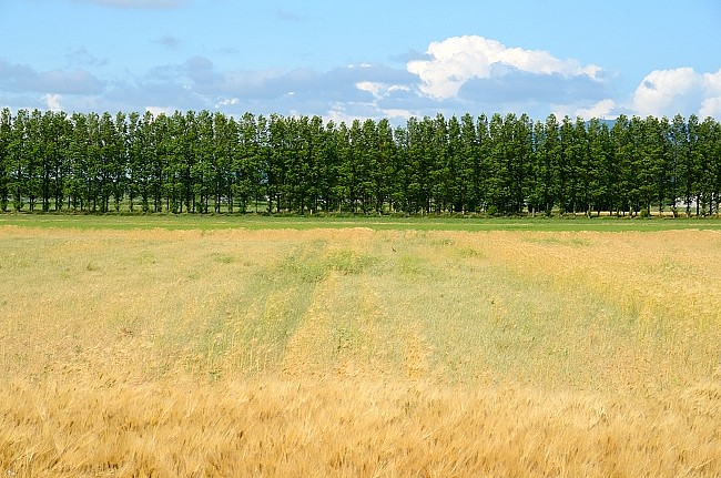 e0055138_2120065.jpg