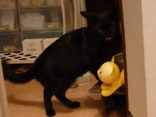 待ち伏せする猫 のぇるろった編。_a0143140_005277.jpg