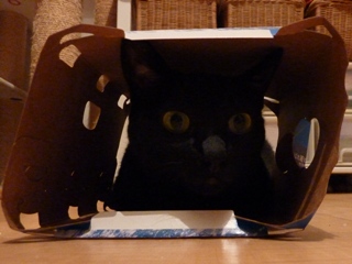 待ち伏せする猫 のぇるろった編。_a0143140_02394.jpg