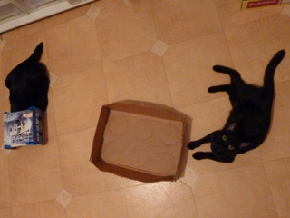 待ち伏せする猫 のぇるろった編。_a0143140_032856.jpg