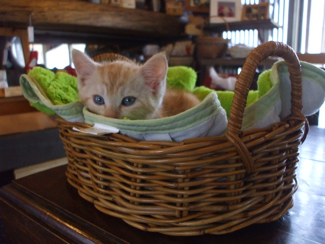 猫カフェ 徳島 Viva Bicicletta 自転車万歳 猫カフェ 徳島 Viva Bicicletta 自転車万歳