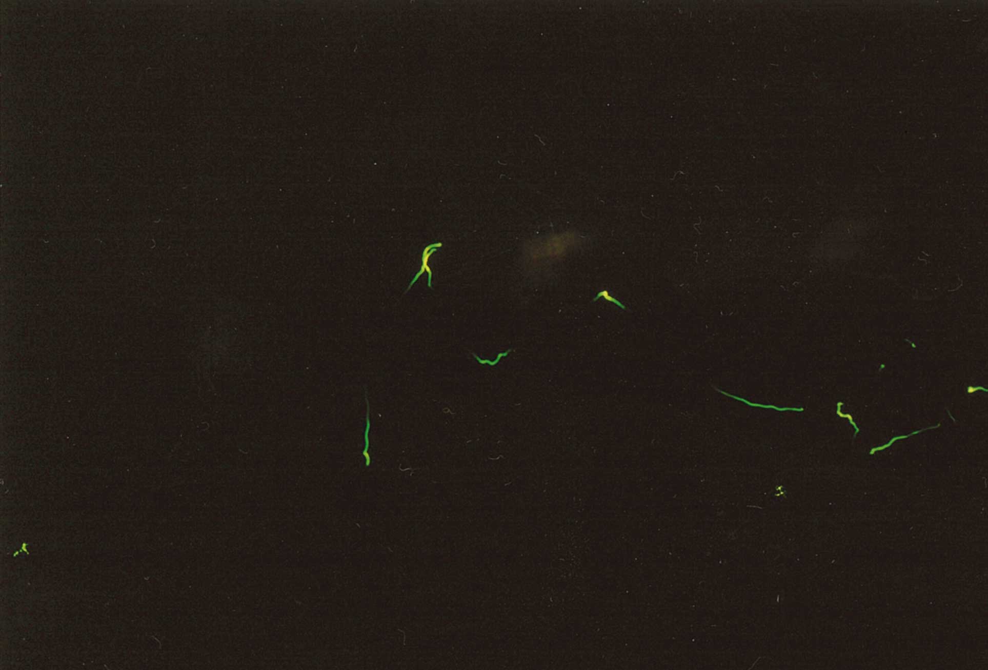 ホタル_b0211845_13524183.jpg