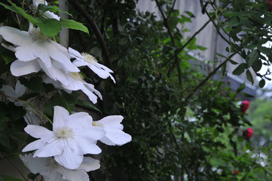 健民公園(2)_c0093046_774232.jpg