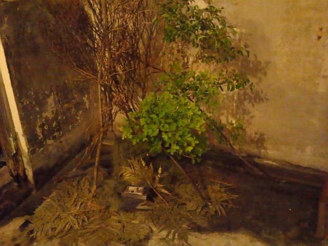 d0162257_107408.jpg