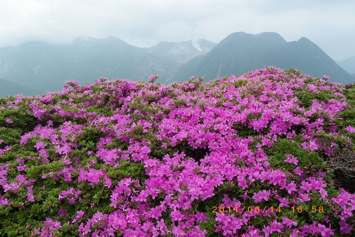 ミヤマキリシマ咲く平治岳_f0016066_23124693.jpg