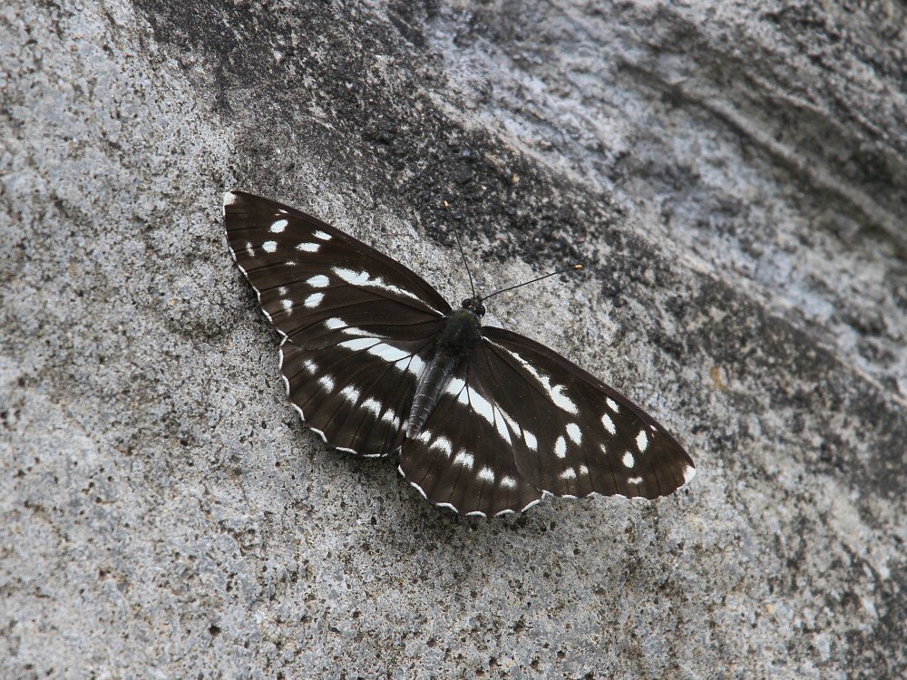 a0146869_55747.jpg