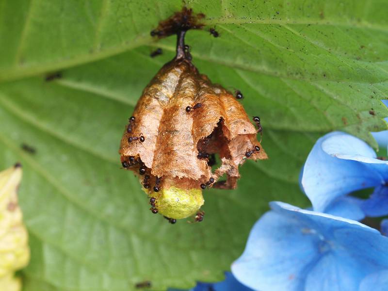紫陽花に集まる虫たち : みなみかぜ通信 紫陽花に集まる虫たち : みなみかぜ通信