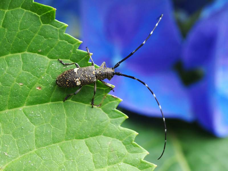 紫陽花に集まる虫たち : みなみかぜ通信 紫陽花に集まる虫たち : みなみかぜ通信