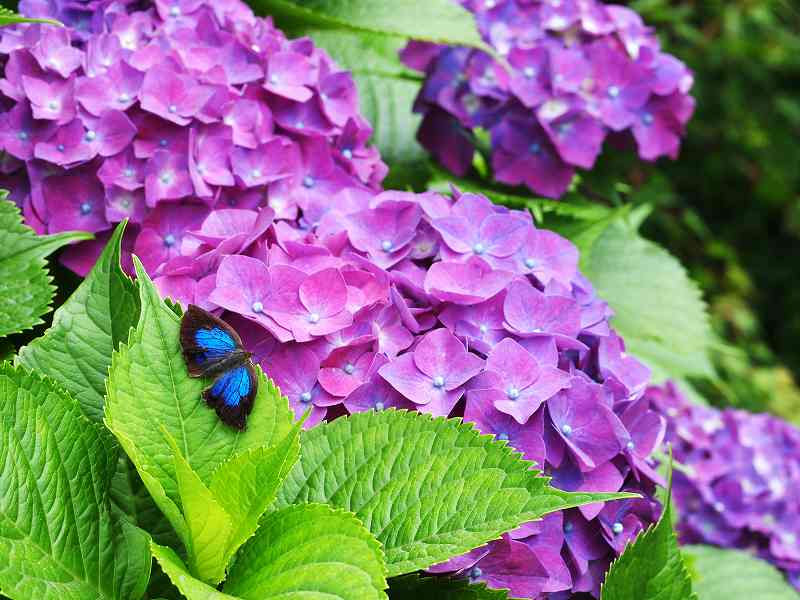 紫陽花に集まる虫たち : みなみかぜ通信 紫陽花に集まる虫たち : みなみかぜ通信