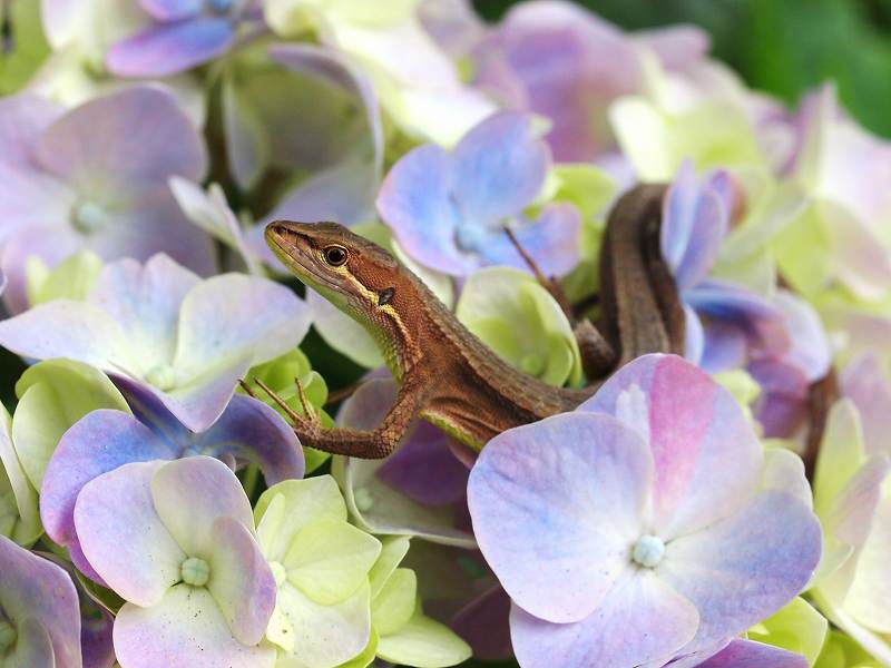 紫陽花に集まる虫たち_b0135573_22124773.jpg