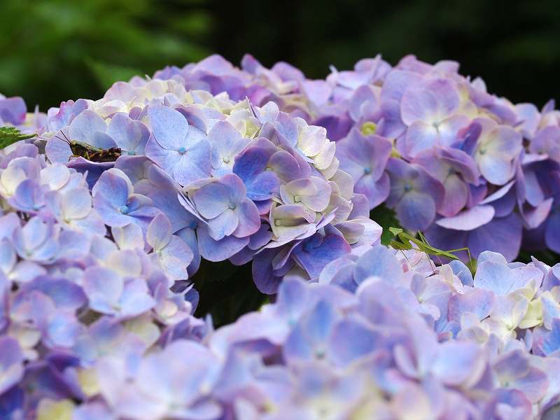 紫陽花に集まる虫たち みなみかぜ通信 紫陽花に集まる虫たち みなみかぜ通信